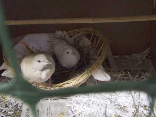 Hatako (in the rear) is a happy dove!