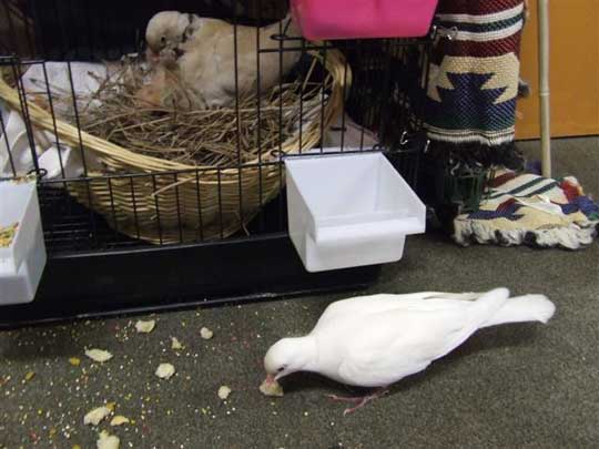 Ringo feeds the babies, while Hatako stretches her legs!